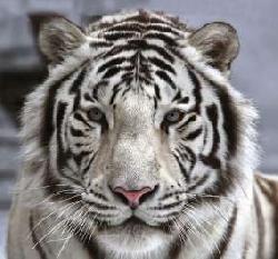 Фотообои 31-0006-NB на флизелиновой основе 3,00*2,8м   Белый тигр DECOCODE