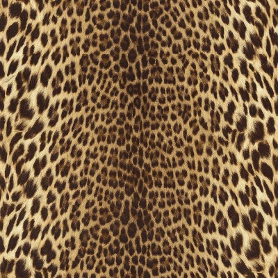 Обои Roberto Cavalli Roberto Cavalli №9 21041